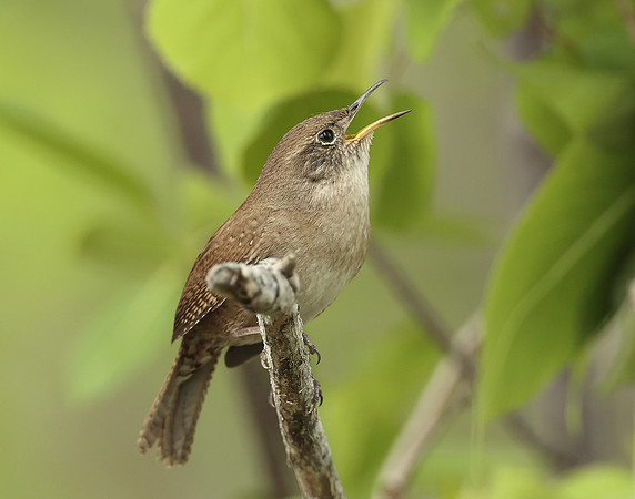 House Wren Troglodytes aedon