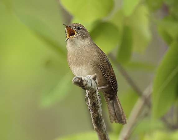 House Wren Troglodytes aedon