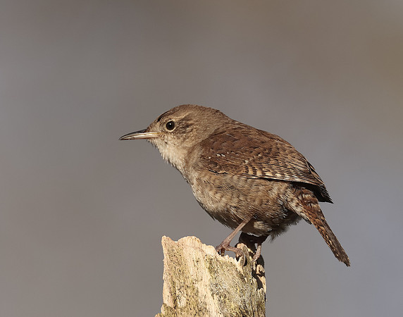 House Wren Troglodytes aedon