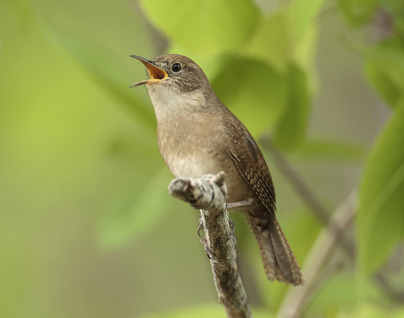 House Wren Troglodytes aedon