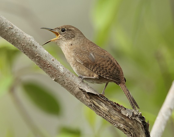 House Wren Troglodytes aedon