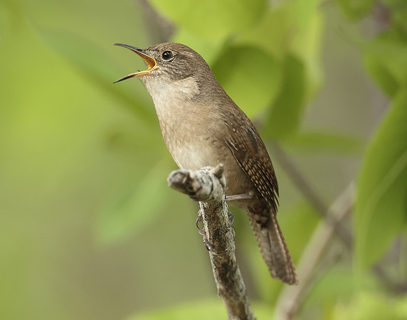 House Wren Troglodytes aedon