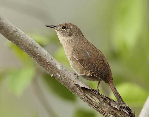 House Wren Troglodytes aedon