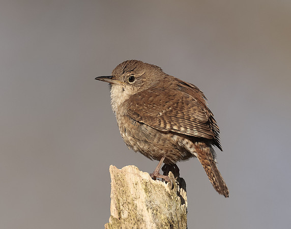 House Wren Troglodytes aedon