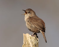 House Wren Troglodytes aedon