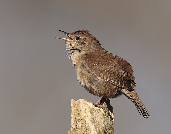 House Wren Troglodytes aedon