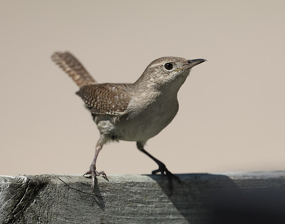 House Wren Troglodytes aedon