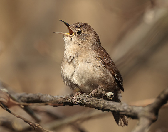 House Wren Troglodytes aedon