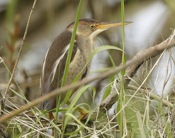 Least Bittern Ixobrychus exilis