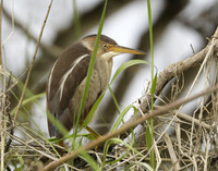 Least Bittern Ixobrychus exilis