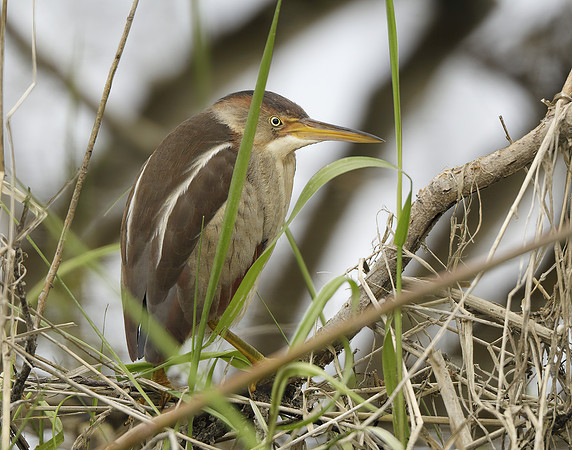 Least Bittern Ixobrychus exilis