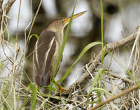 Least Bittern Ixobrychus exilis