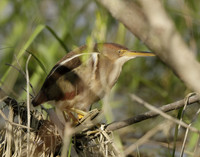 Least Bittern Ixobrychus exilis