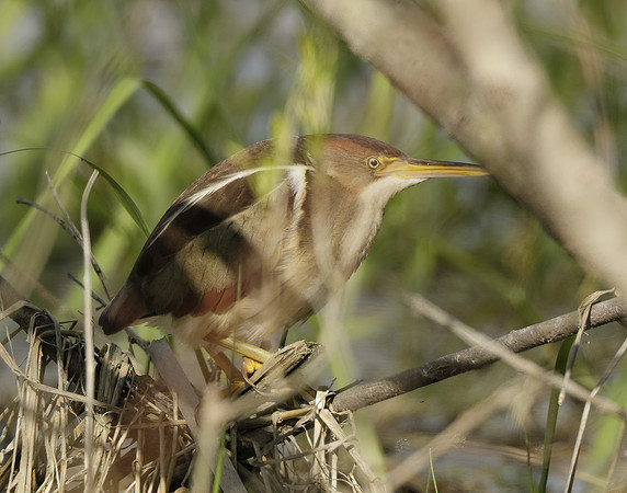Least Bittern Ixobrychus exilis