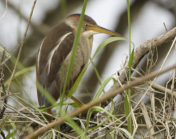 Least Bittern Ixobrychus exilis