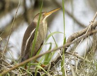 Least Bittern Ixobrychus exilis