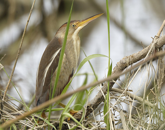 Least Bittern Ixobrychus exilis