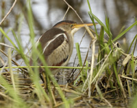 Least Bittern Ixobrychus exilis
