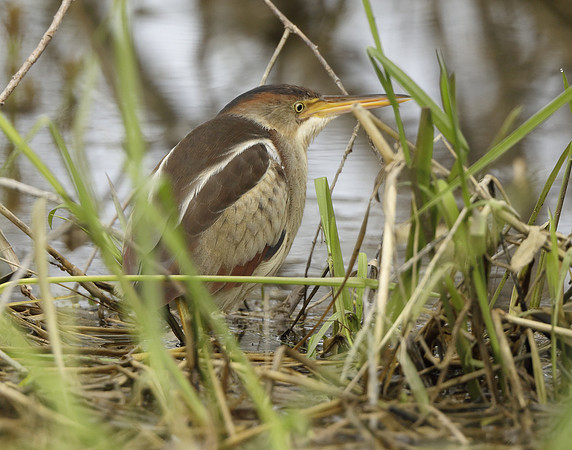 Least Bittern Ixobrychus exilis