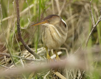 Least Bittern Ixobrychus exilis