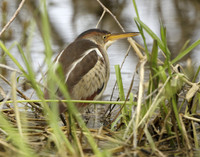 Least Bittern Ixobrychus exilis