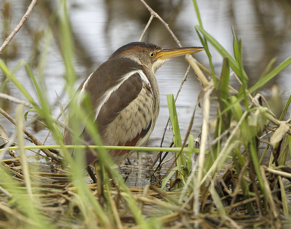 Least Bittern Ixobrychus exilis