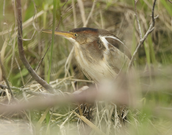 Least Bittern Ixobrychus exilis