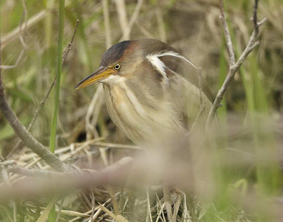 Least Bittern Ixobrychus exilis