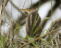 Least Bittern Ixobrychus exilis