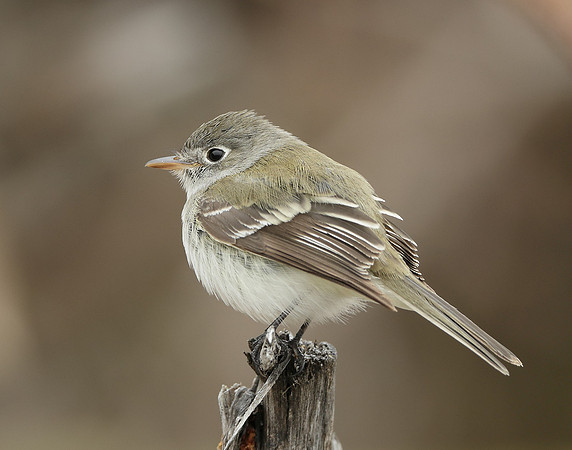Least Flycatcher Empidonax minimus
