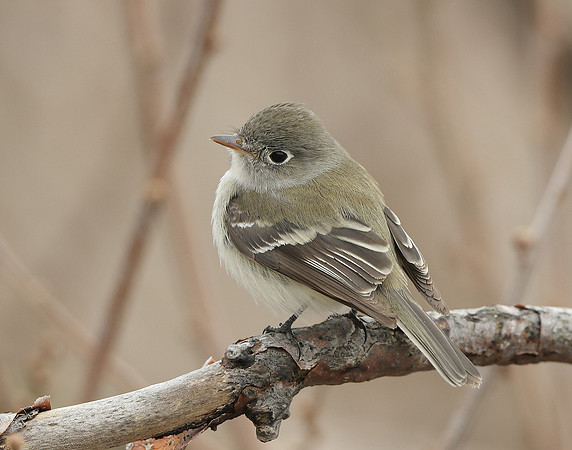 Least Flycatcher Empidonax minimus
