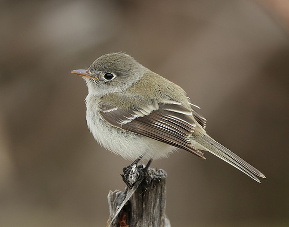 Least Flycatcher Empidonax minimus