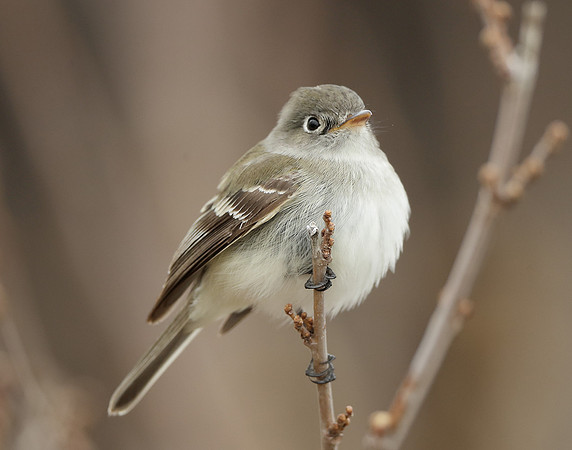 Least Flycatcher Empidonax minimus