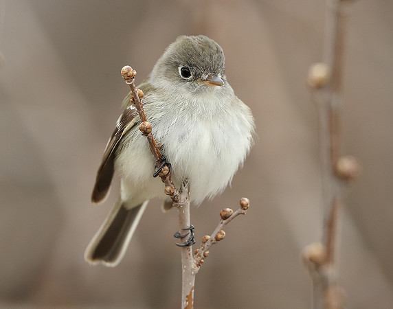 Least Flycatcher Empidonax minimus