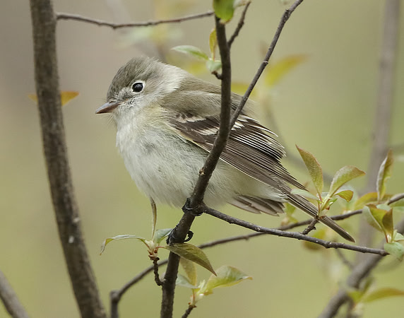 Least Flycatcher Empidonax minimus