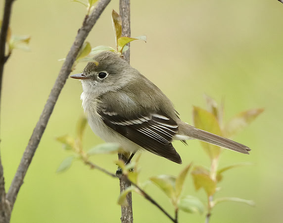 Least Flycatcher Empidonax minimus