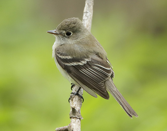 Least Flycatcher Empidonax minimus