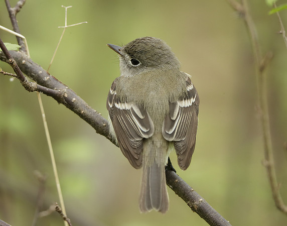 Least Flycatcher Empidonax minimus