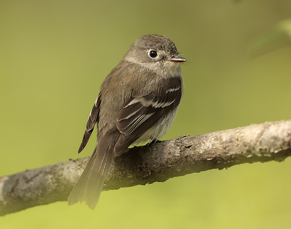 Least Flycatcher Empidonax minimus