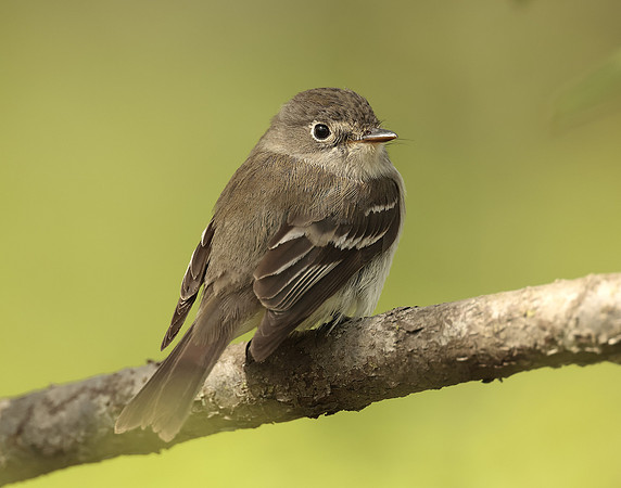Least Flycatcher Empidonax minimus