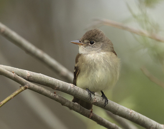 Least Flycatcher Empidonax minimus