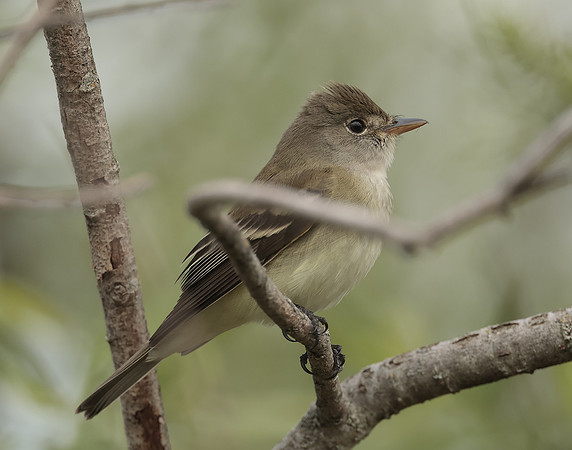 Least Flycatcher Empidonax minimus