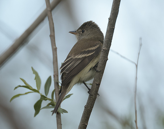 Least Flycatcher Empidonax minimus