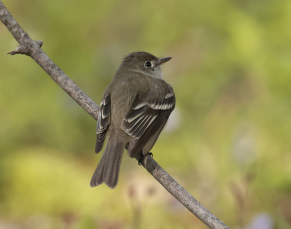 Least Flycatcher Empidonax minimus