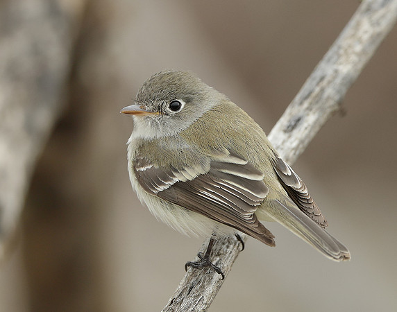 Least Flycatcher Empidonax minimus