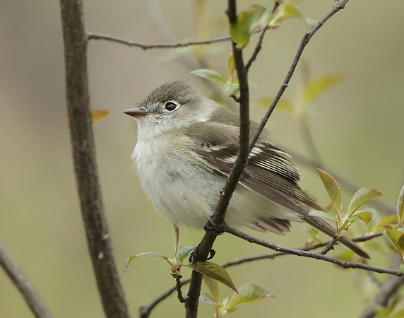 Least Flycatcher Empidonax minimus