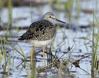 Lesser Yellowlegs Tringa flavipes