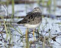 Lesser Yellowlegs Tringa flavipes