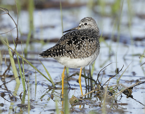 Lesser Yellowlegs Tringa flavipes