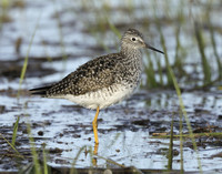 Lesser Yellowlegs Tringa flavipes